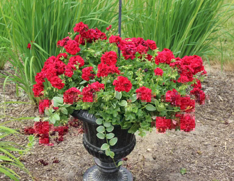 Full red geranium pot with a few trailing vines.