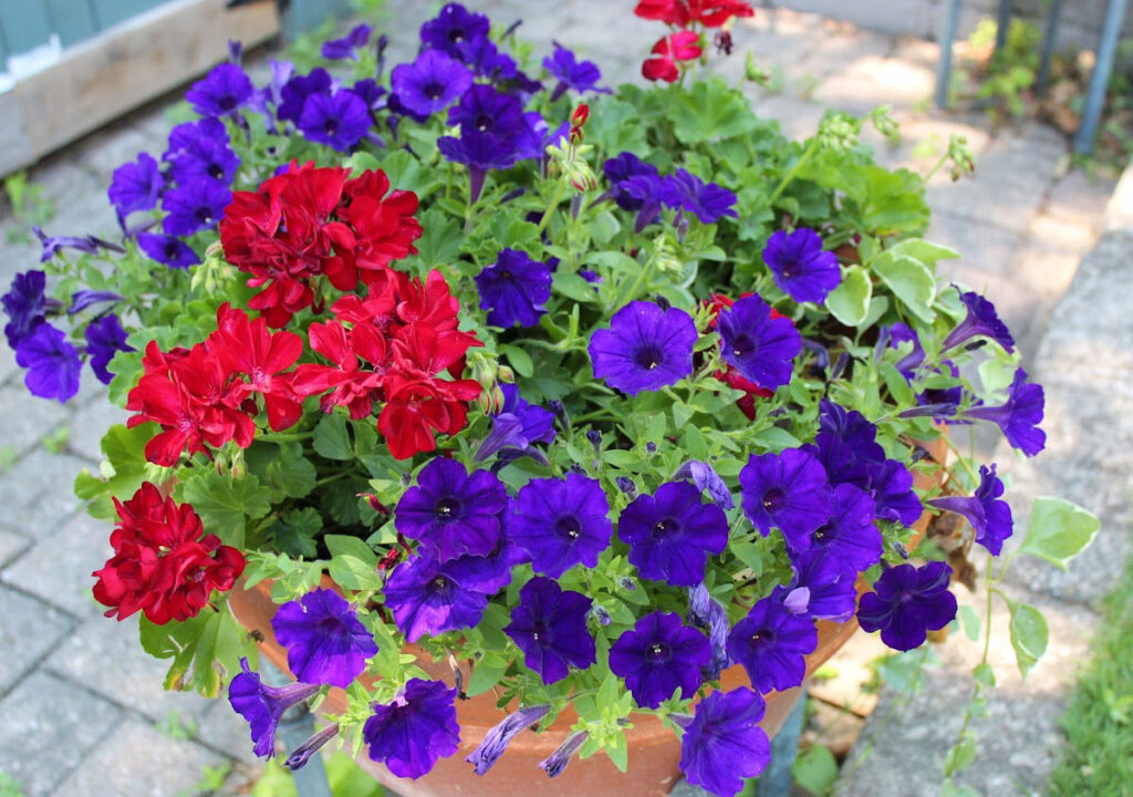 Red geraniums with purple petunias.