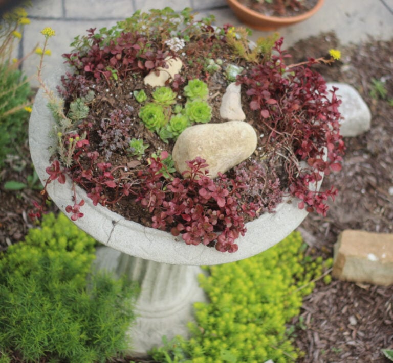 succulent birdbath