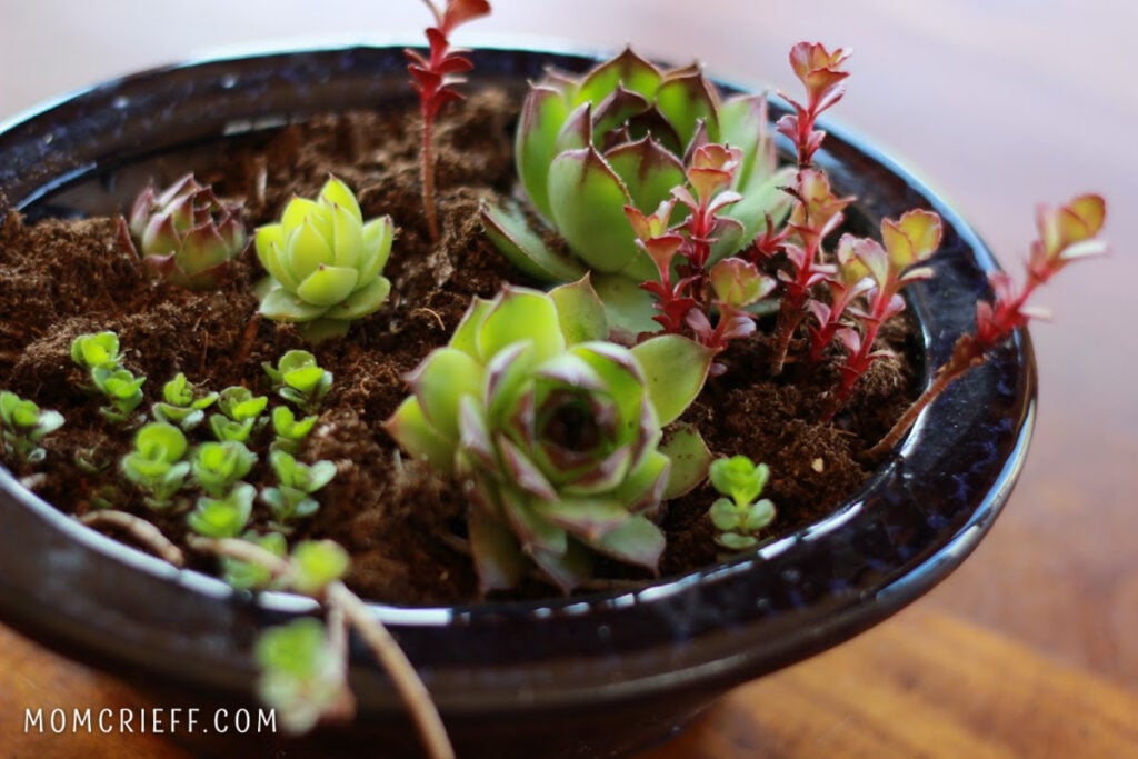 hens and chicks and succulents in a small planter.